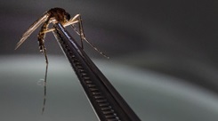 A mosquito