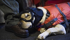 Sage the therapy dog