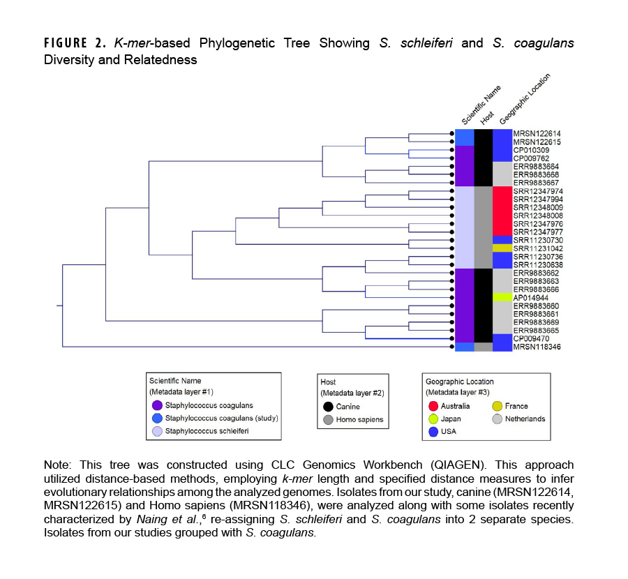 K-mer-based Phylogenetic Tree Showing S. schleiferi and S. coagulans Diversity and Relatedness. This figure presents a K-mer-based phylogenetic tree that graphically illustrates the diversity and relatedness of S. schleiferi and S. coagulans, including the specific isolates from this study, which grouped with S. coagulans. This tree provides grouping first according to scientific name, then by host, specifically either homo sapiens or canine, and then by geographic location with strongest association. All isolates from this study were associated with the United States, and two were from a canine host and the other was from a homo sapiens host.  