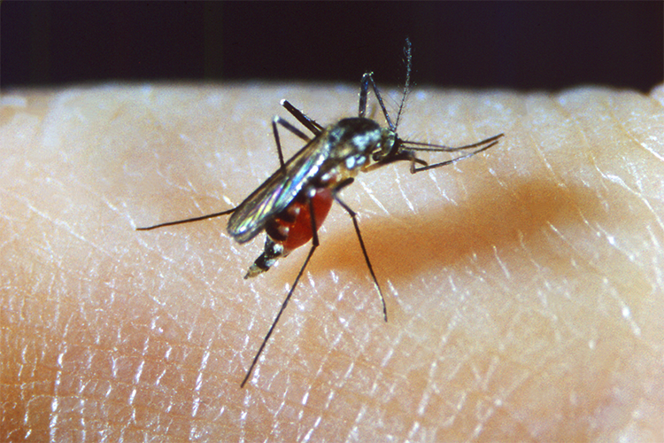 Image of MSMR 20265 Photo5_ToC_Malaria_21021_May2026.