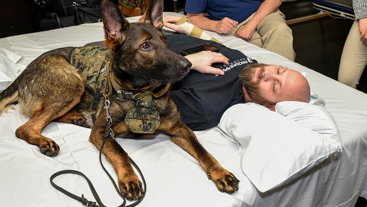 Ask a Dog: Inside the Life of a Walter Reed Facility Dog