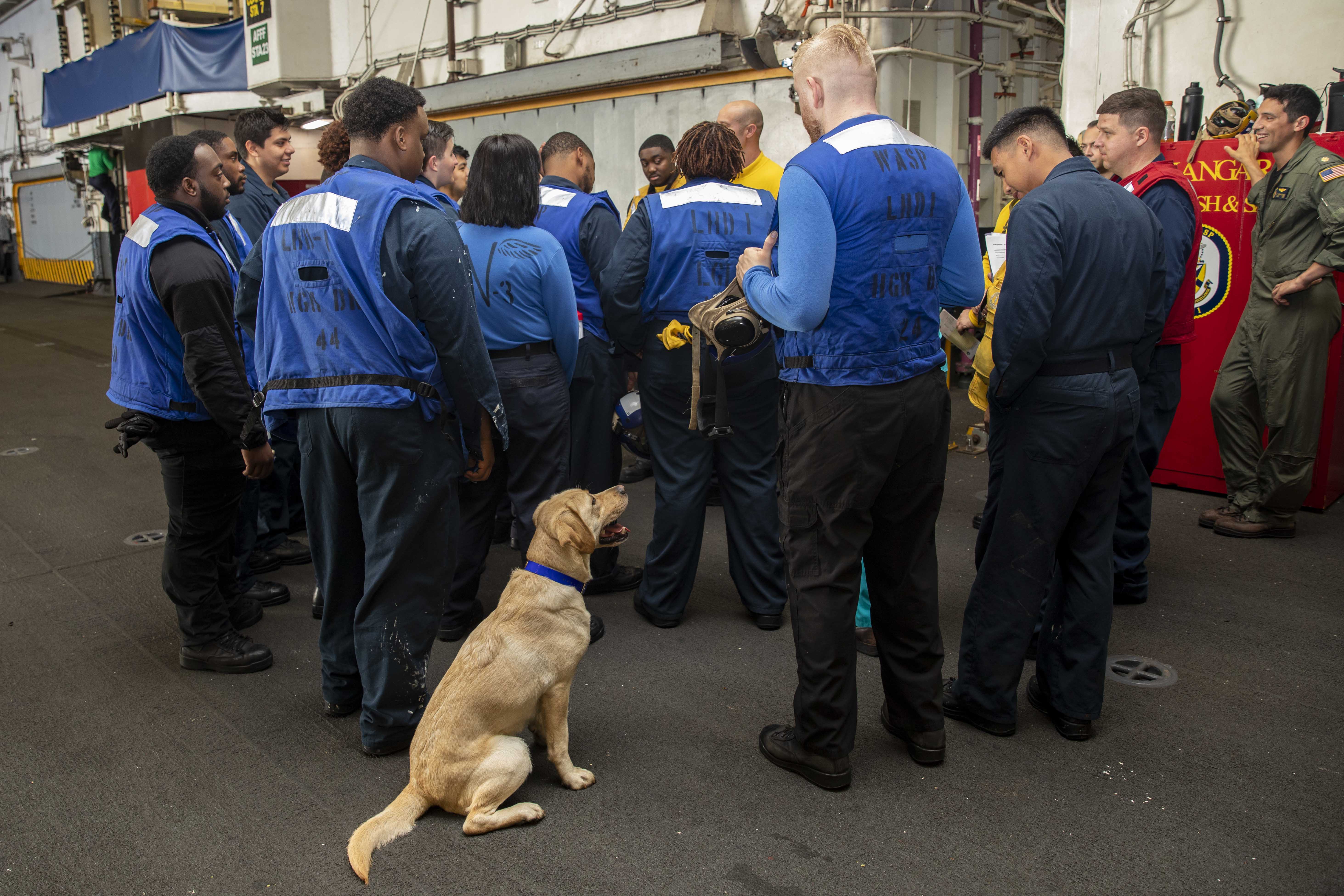 Therapy Dogs Ike and Sage Reduce Stress Aboard Ships