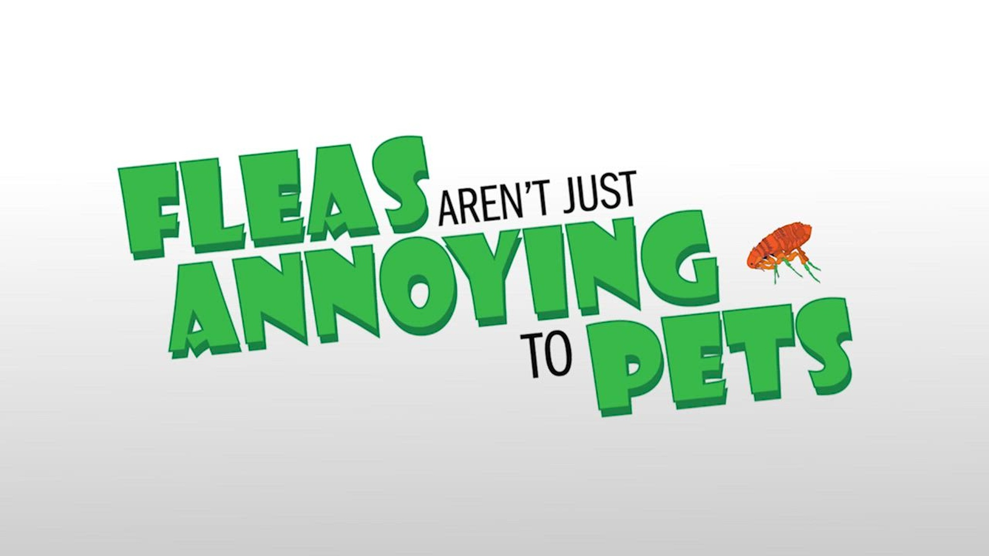 Fleas Can Be Annoying!
