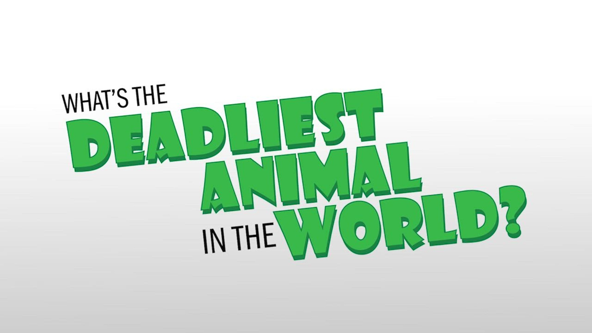 The Deadliest Animal in the World