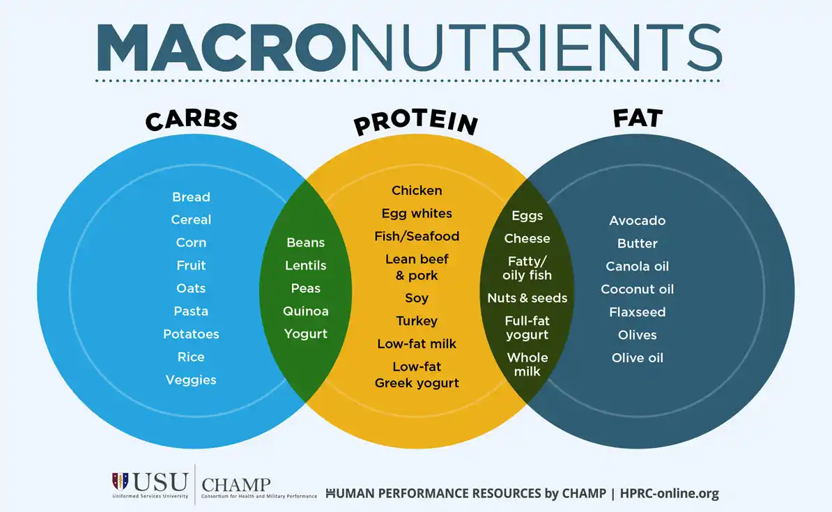 Macronutrients: Carbs, Proteins, Fats 