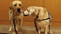 Labrador facility dogs at ceremony