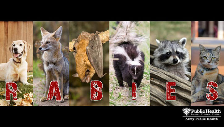 Image of Army Experts: Rabies Risk is Not Worth It.
