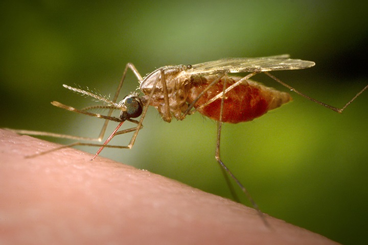 Image of Female Anopheles funestus mosquito that had landed on a human skin surface and was in the process of obtaining its blood meal.