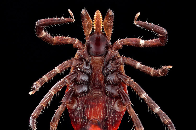 Image of female Ixodes scapularis or deer tick.