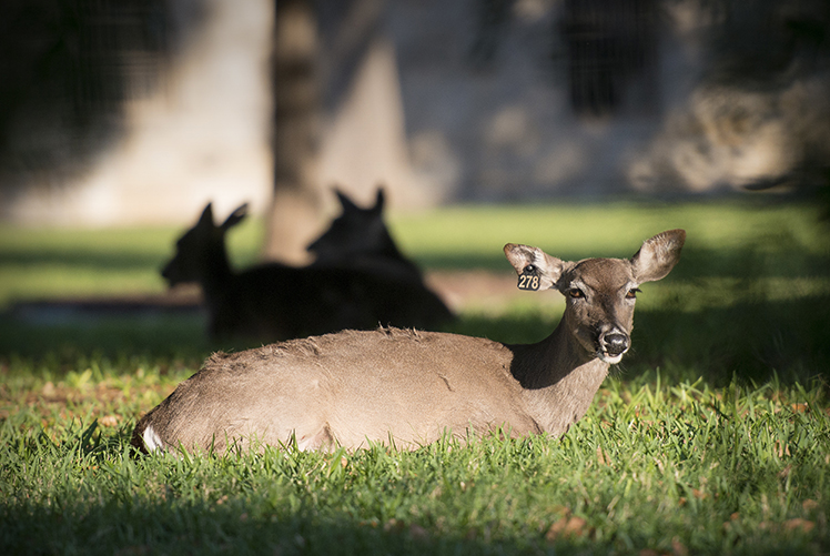 Image of A deer basks in the morning sun at Joint Base San Antonio-Fort Sam Houston, Texas.  (Photo Courtesy: U.S. Air Force). Click to open a larger version of the image.