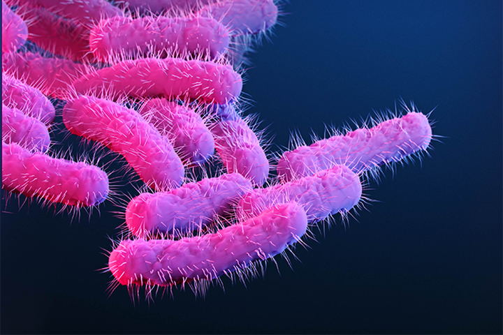 Image of Illustration of drug-resistant, Shigella sp. bacteria.