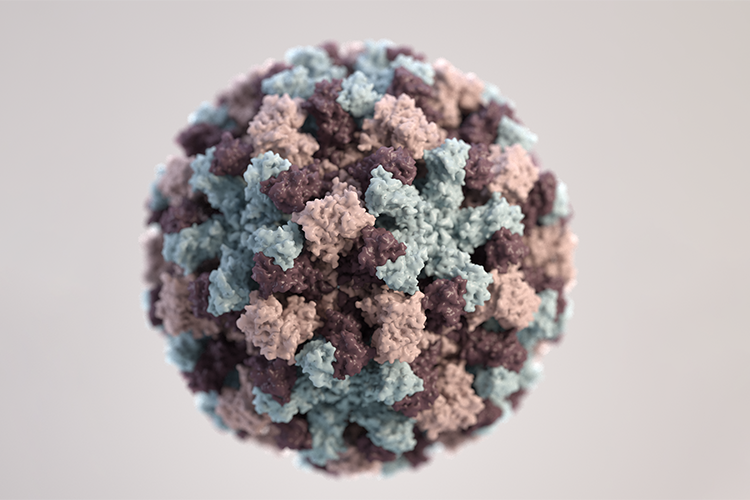 Based on electron microscopic imagery, this three-dimensional illustration provides a graphical representation of a single norovirus virion. Though subtle, the different colors represent different regions of the organism’s outer protein shell, or capsid (Content provider: CDC/Jessica A. Allen; Photo credit: CDC/Alissa Eckert).