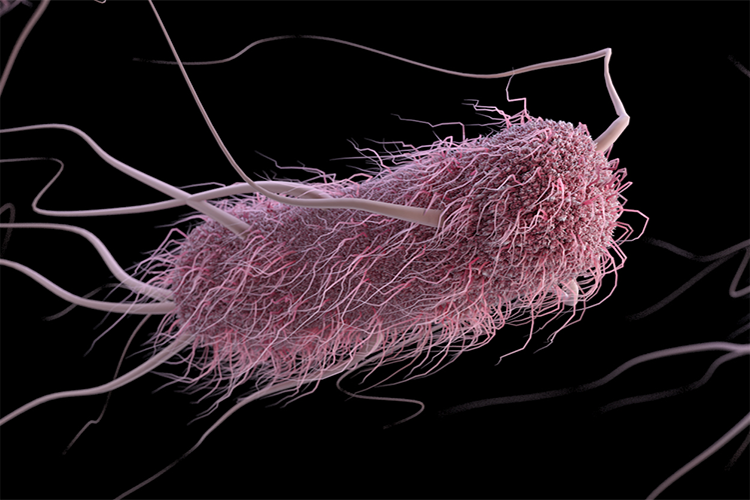Image of Three-dimensional, computer-generated image of a group of extended-spectrum ß-lactamase-producing Enterobacteriaceae bacteria, in this case, Escherichia coli. Click to open a larger version of the image.
