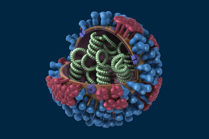 Image of 3D graphical representation of a generic Influenza virion’s ultrastructure.