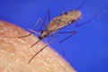 An Anopheles gambiae mosquito in the process of obtaining a blood meal. Credit: CDC/James D. Gathany