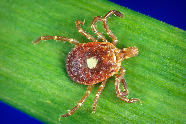 This image depicts a dorsal view of a female lone star tick, Amblyomma americanum, and is found in the Southeastern, and Mid-Atlantic United States. Females exhibit the star-like spot on their distal scutum. This tick is a vector of several zoonotic diseases, including human monocytic ehrlichiosis, and Rocky Mountain spotted fever (RMSF).  CDC/Michael L. Levin, PhD