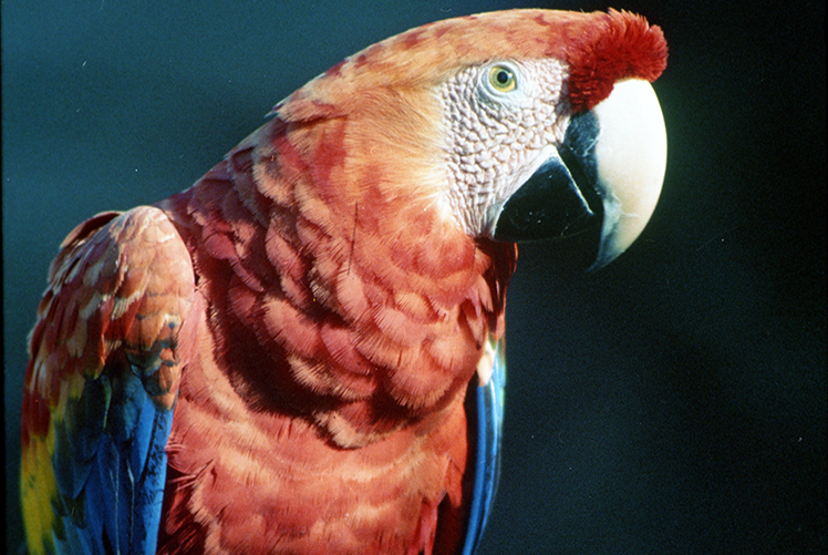 Image of Green-winged Macaw. Click to open a larger version of the image.