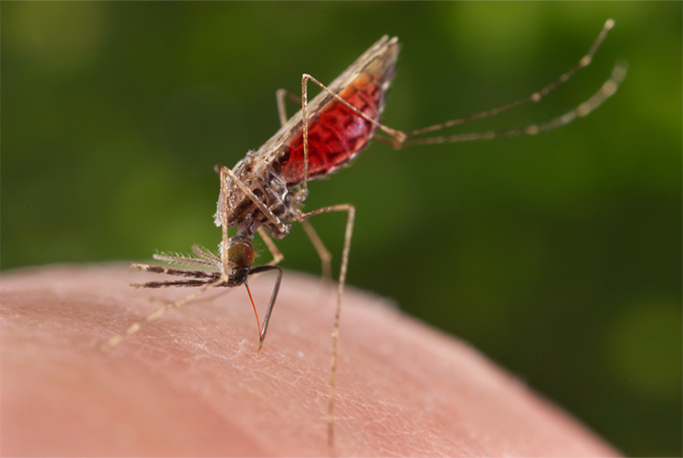 Image of Anopheles merus mosquito. (CDC photo by James Gathany).
