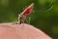 Anopheles merus mosquito. (CDC photo by James Gathany)