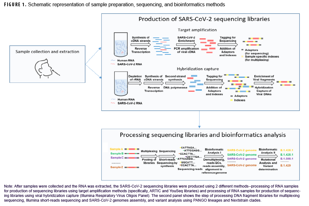 Schematic representation of sample preparation, sequencing, and bioinformatics methods