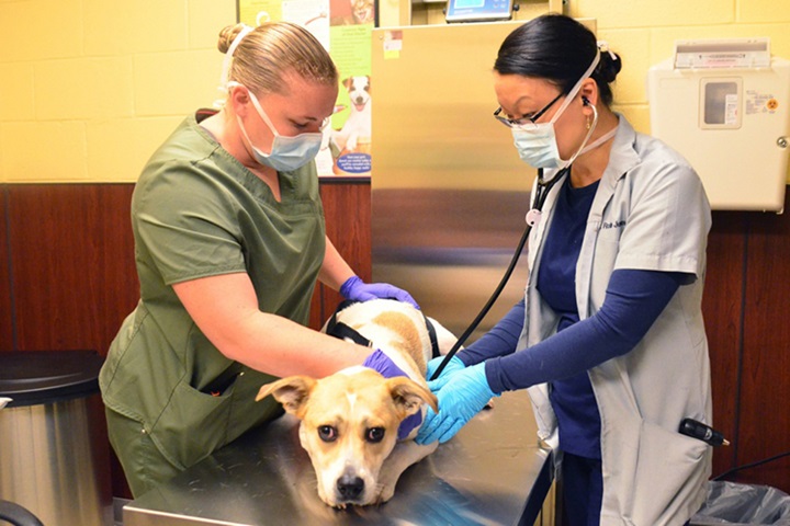 Image of Soldier and veterinarian assisted by animal care specialist use a stethoscope on a dog.