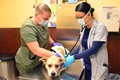 Soldier and veterinarian assisted by animal care specialist use a stethoscope on a dog
