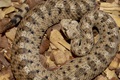 Masters of camouflage, the Sidewinder Rattlesnakes are out and about aboard Marine Corps Logistics Base Barstow, California, May 11. Watch where you put your hands and feet, and observe children and pets at all times, as this is the natural habitat for these venomous snakes and a bite can cause serious medical problems. Notice the sharp arrow-shaped head with pronounced jaws, and the raised eye sockets, as well as the telltale rattles. Keep in mind, however, that rattles can be broken or lost, so you may or may not hear a rattle before they strike to protect themselves.