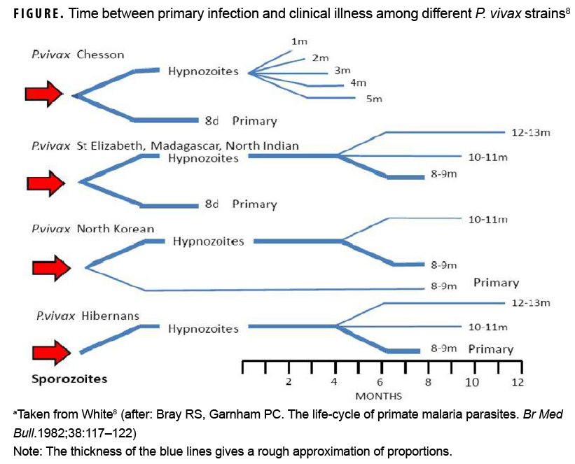 Time between primary infection and clinical illness among different P. vivax strains