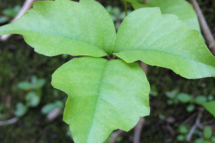 Image of Poison ivy (Toxicodendron radicans). Click to open a larger version of the image.