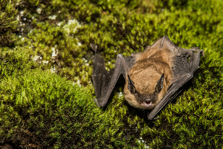 Image of Big Brown Bat stock photo (iStock.com). Click to open a larger version of the image.