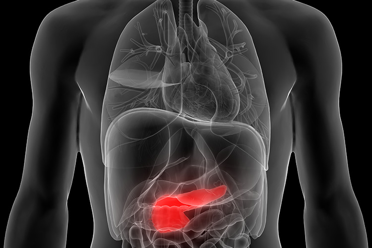 Istock 916163392 3D illustration of human body organs (pancreas).