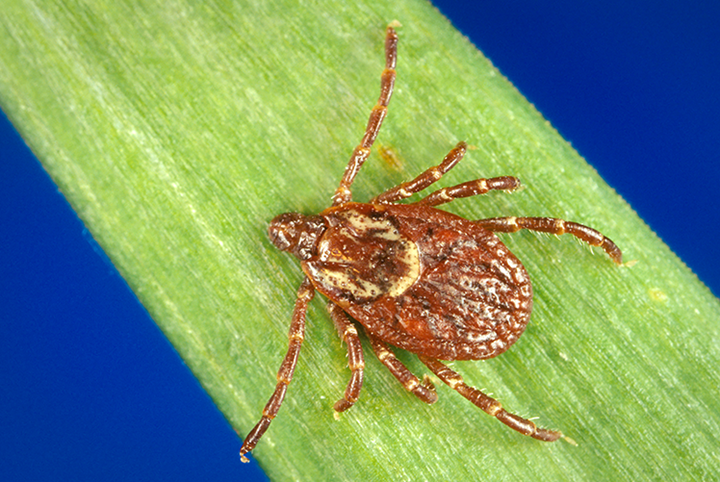 Image of Dorsal view of a female American dog tick, Dermacentor variabilis. Credit: CDC/Gary O. Maupin.