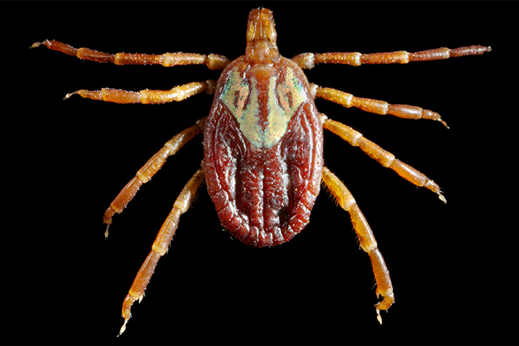 This photograph depicts a dorsal view of a female Gulf Coast tick, Amblyomma maculatum. This tick species is a known vector for Rickettsial organisms, Rickettsia parkeri, and Ehrlichia ruminantium, formerly Cowdria ruminantium. R. parkeri is a member of the spotted fever group of rickettsial diseases affecting humans, while E. ruminantium causes heartwater disease, an infectious, noncontagious, tick-borne disease of domestic, and wild ruminants, including cattle, sheep, goats, antelope, and buffalo. Note the considerably smaller scutum, or shield covering only a small region of its dorsal abdomen, unlike its male counterpart, an example of which can be seen in PHIL 10877, and 10878, which sports a scutum covering its entire dorsal abdomen. The smaller scutum in the female enables its abdomen to expand considerably, leading to an engorged appearance after ingesting its host blood meal. (Content provider: CDC/ Dr. Christopher Paddock)