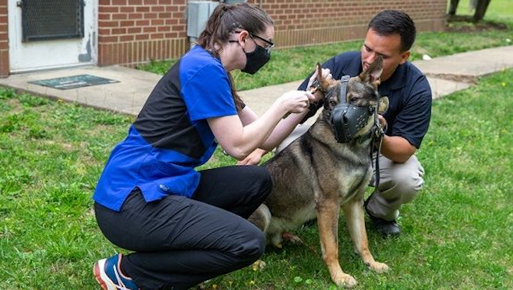 Image of U.S. Army Capt. Rebecca Reed, officer in charge, Fort Belvoir Veterinary Medical Center, conducts a physical exam of Peti, a military working dog, while Eduardo Vazquez, K-9 handler, Provost Marshal Office, Security Battalion, holds him still at the Veterinary Medical Center on Fort Belvoir, Virginia, April 25, 2022. (US Marine Corps photo: Lance Cpl. Kayla LaMar).