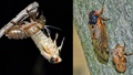 Two pictures side by side of cicadas