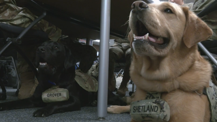 Shetland & Grover - USU Facility Dogs