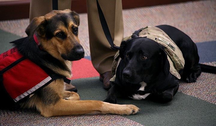 Scout, an 18-month-old German Shepard, left, and Chip, a 3-year-old Labrador, are service animals brought to work by U.S. Army Space and Missile Defense Command employee, James Joyner, a teleconference production specialist. The dogs serve as canine "battle buddies" to Joyner. (U.S. Army photo by Carrie David)