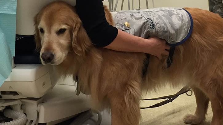 Could a Therapy Dog Help with Your Dental Anxiety