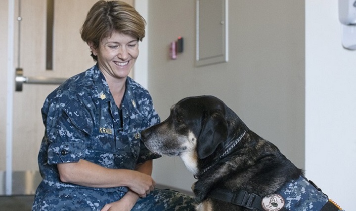 Navy Lt. Cmdr. Tracy Krauss, a nurse at Belvoir Community Hospital, preps Cmdr. Joe for another day at the hospital. (Courtesy photo by Reese Brown)