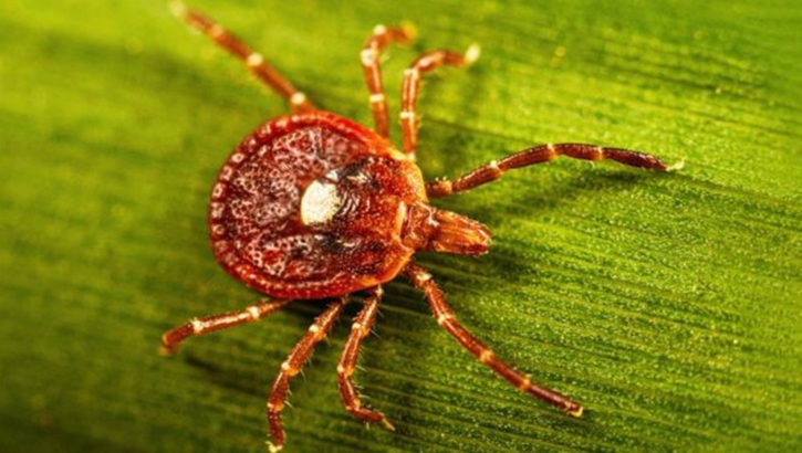 A Lone Star tick walks across a leaf. Kentucky health officials say this tick is the culprit behind many of the thousands of people who are getting infected with alpha-gal every year. (Courtesy of CDC)