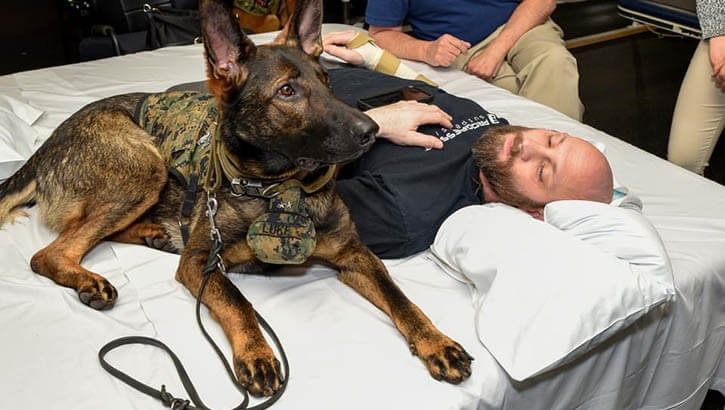 Walter Reed Service Dogs