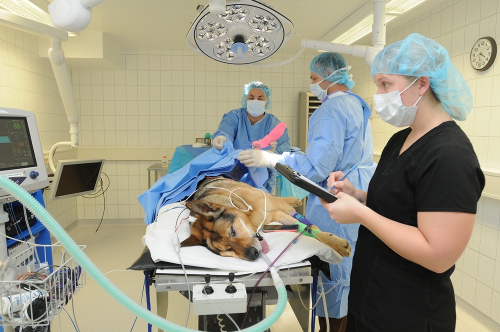 Image of Military dog in surgery.