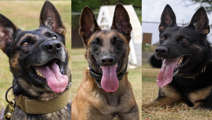 Image of Picture of three different dogs. Click to open a larger version of the image.