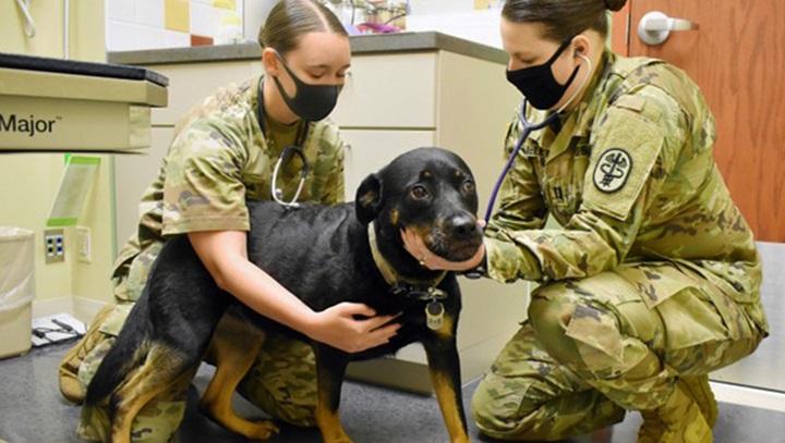 Image of Two veterinary personnel wearing masks examine a dog.