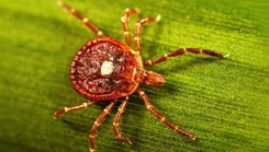 A Lone Star tick walks across a leaf. Kentucky health officials say this tick is the culprit behind many of the thousands of people who are getting infected with alpha-gal every year. (Courtesy of CDC)