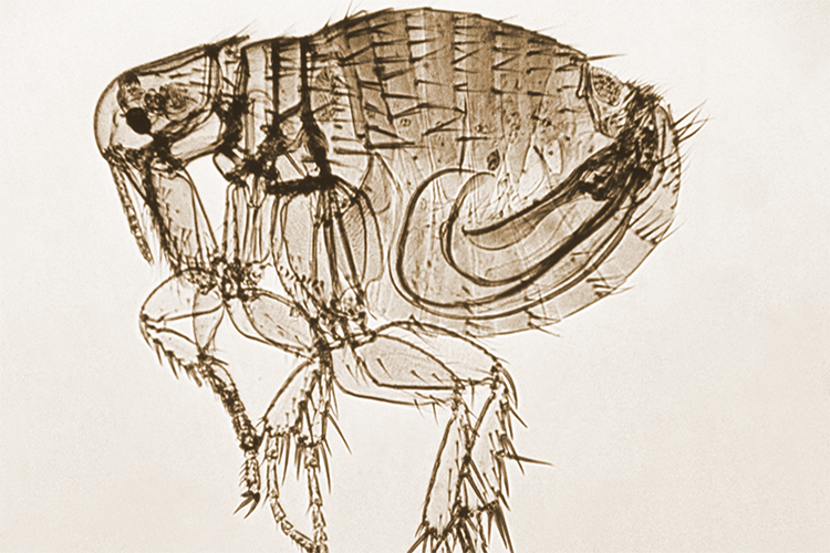 Image of MSMR 202610 Photo1_CoverToC_Typhus_25576.