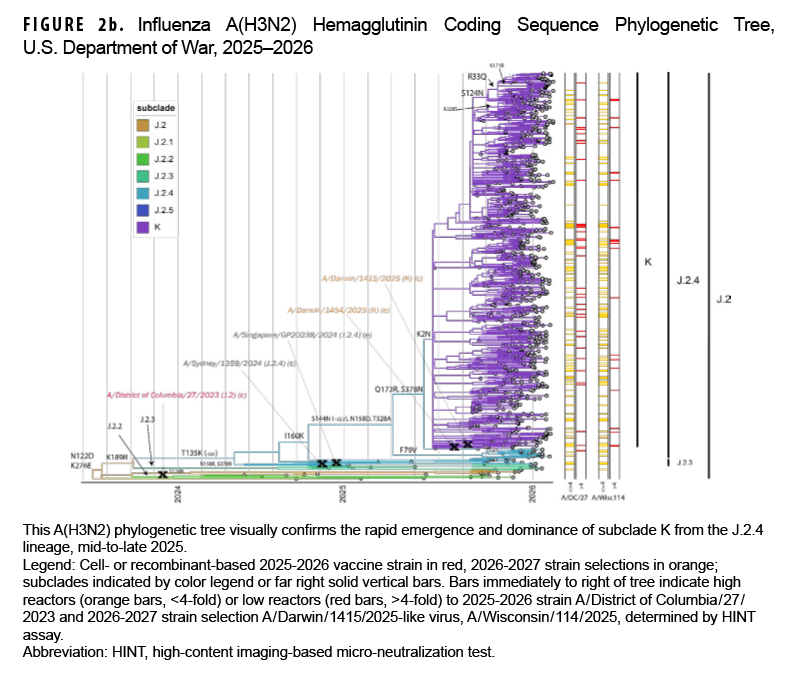 FIGURE 2b. Influenza A(H3N2) Hemagglutinin Coding Sequence Phylogenetic Tree, U.S. Department of War, 2025–2026 This phylogenetic tree diagram with paired neutralization test indicator bars displays the genetic evolution and antigenic characteristics of influenza A(H3N2) hemagglutinin sequences during the 2025–2026 season. The tree demonstrates the rapid emergence and overwhelming predominance of subclade K, which comprised 93.7% of all sequenced viruses and descended from the J.2.4 lineage, while subclades J.2, J.2.2, J.2.3, and J.2.4 co-circulated at low levels (<5% each). Subclades J.2.4 and K shared a loss of a glycosylation site at T135K, and subclade K gained a glycosylation site at S144N. In micro-neutralization assays, 25.0% (36 of 144) of tested viruses showed low reactivity against the 2025–2026 vaccine strain A/District of Columbia/27/2023, whereas only 13.9% (20 of 144) showed low reactivity against the recommended 2026–2027 strain A/Darwin/1415/2025-like virus (A/Wisconsin/114/2025), supporting the vaccine strain update.
