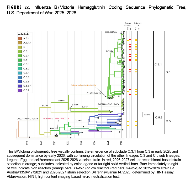 FIGURE 2c. Influenza B / Victoria Hemagglutinin Coding Sequence Phylogenetic Tree, U.S. Department of War, 2025–2026 This phylogenetic tree diagram with paired neutralization test indicator bars shows the phylogenetic relationships and antigenic properties of influenza B/Victoria hemagglutinin coding sequences collected during the 2025–2026 season. The tree illustrates the emergence of subclade C.3.1 from C.3 in early 2025 and its progression to dominance (71.9% of sequences) by early 2026, alongside co-circulating subclades C.3 (13.2%) and C.5.6 (9.1%). Subclade C.3.1 sequences possessed the D197N substitution, adding a glycosylation site. Micro-neutralization assays demonstrated that 72.2% (13 of 18) of tested isolates had low reactivity (>4-fold titer reduction) against the 2025–2026 vaccine strain B/Austria/1359417/2021, whereas zero isolates demonstrated low reactivity against the recommended 2026–2027 vaccine candidate B/Pennsylvania/14/2025.