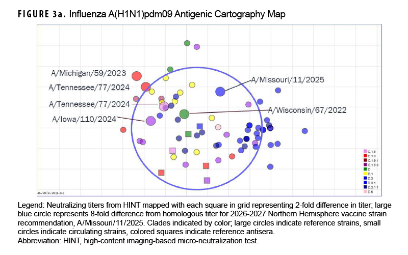 FIGURE 3a. Influenza A(H1N1)pdm09 Antigenic Cartography Map This two-dimensional antigenic cartography scatter plot maps antigenic distances among circulating influenza A(H1N1)pdm09 viruses, reference strains, and antisera based on micro-neutralization titers. Each grid square corresponds to a 2-fold difference in neutralizing antibody titer, and a large boundary circle denotes an 8-fold titer difference from the homologous reference strain. Circulating subclade D.3.1 and D.3.1.1 viruses cluster tightly within the 8-fold boundary circle of the recommended 2026–2027 Northern Hemisphere vaccine strain (A/Missouri/11/2025). This positioning demonstrates that the updated vaccine recommendation achieves substantially greater antigenic match and coverage against circulating strains than the previous 2025–2026 vaccine component (A/Wisconsin/67/2022).