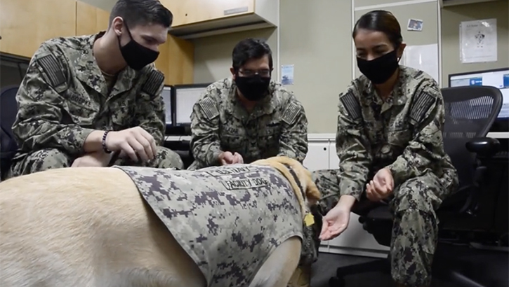 Link to Video: LC, a U.S. Navy facility dog, greets and interacts with Sailors and staff assigned to Naval Medical Center San Diego (NMCSD) Oct. 13. 